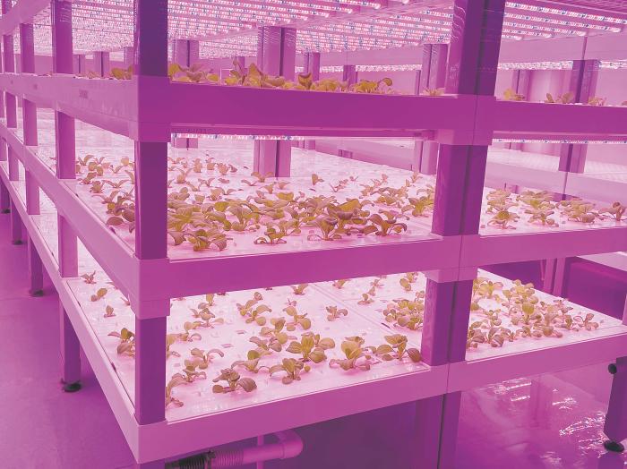 在物美植物工廠里，通過(guò)LED燈的照射，蔬菜散發(fā)勃勃生機(jī)。受訪者供圖